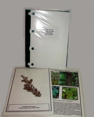 Гербарий "Эволюция высших растений" (лам.) формат А-4