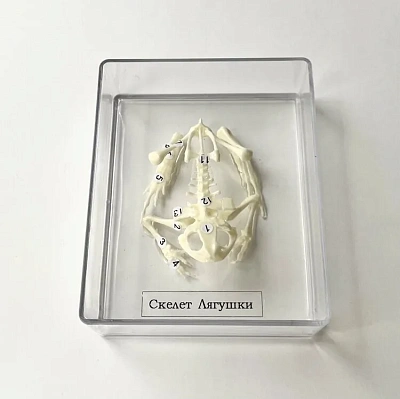Скелет лягушки