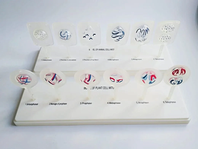 Модель "Митоз и мейоз клетки"