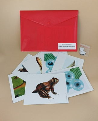 Модель-аппликация «Цикл развития лягушки»