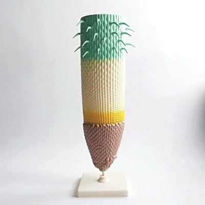 Модель строения корня