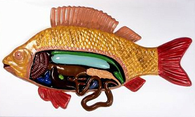 Барельефная модель  «Внутреннее строение рыбы»