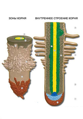 Рельефная таблица "Внешнее и внутреннее строение корня